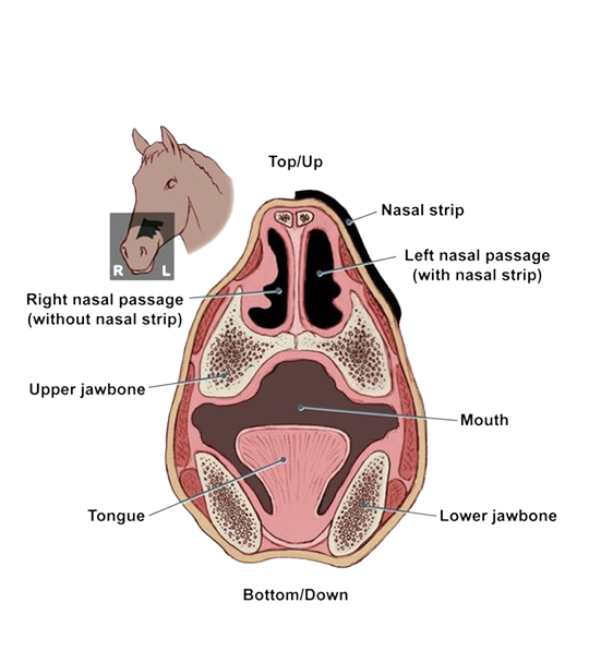 5/A Baker Flair Equine Nasal Strip