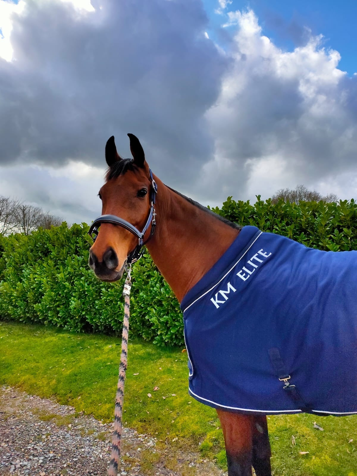 KM Elite Leather Webbing Halter - Navy & Black