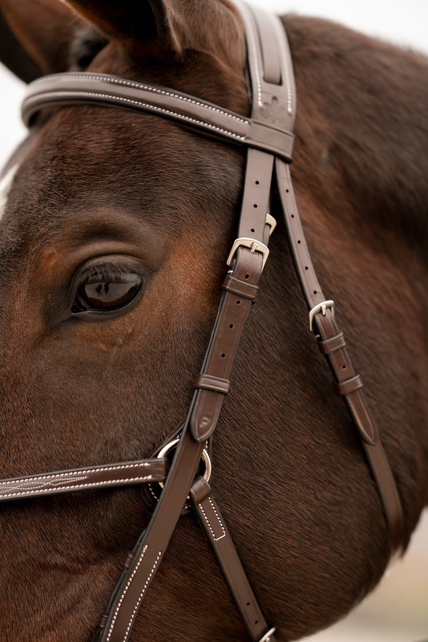 KL Select Black Oak Cedar Figure 8 Bridle with Rubber Reins
