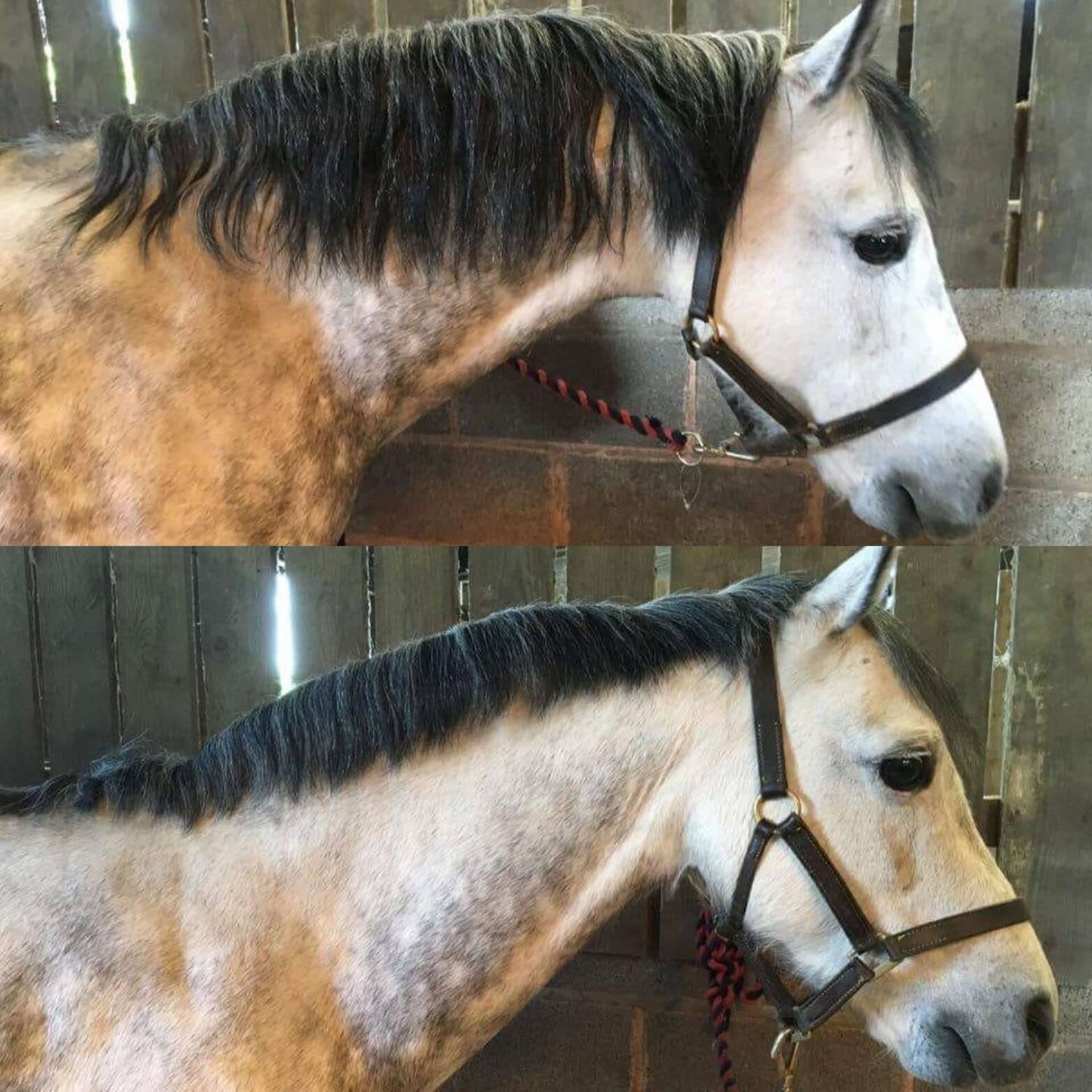 Smart Grooming Smart Mane