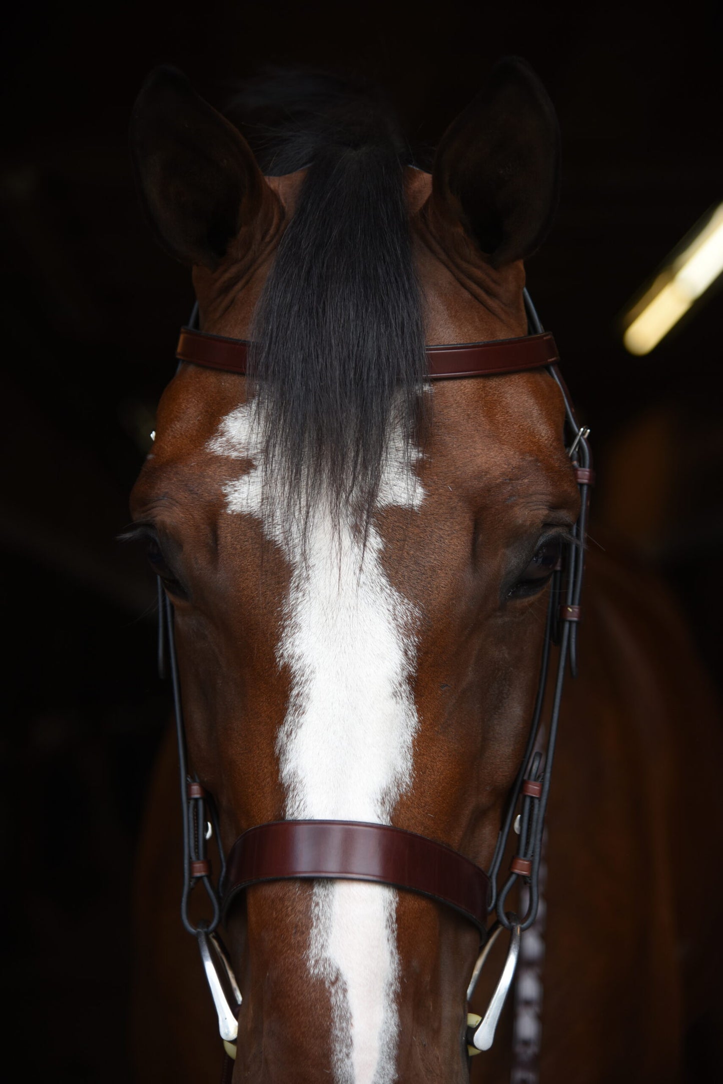 KL Select Foxwell Hunt Bridle with Reins
