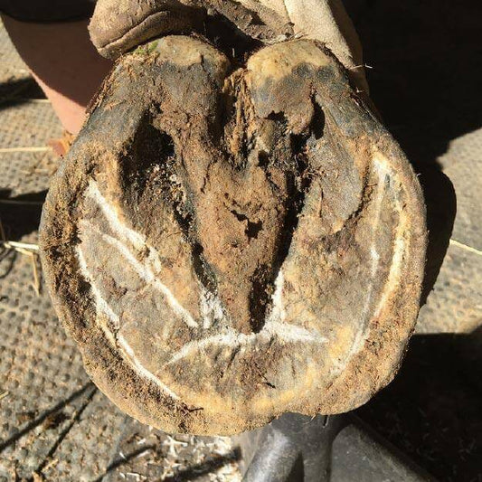 Equidae Hoof Hygiene