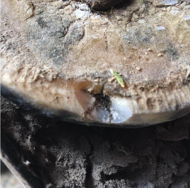 Equidae Hoof Hygiene