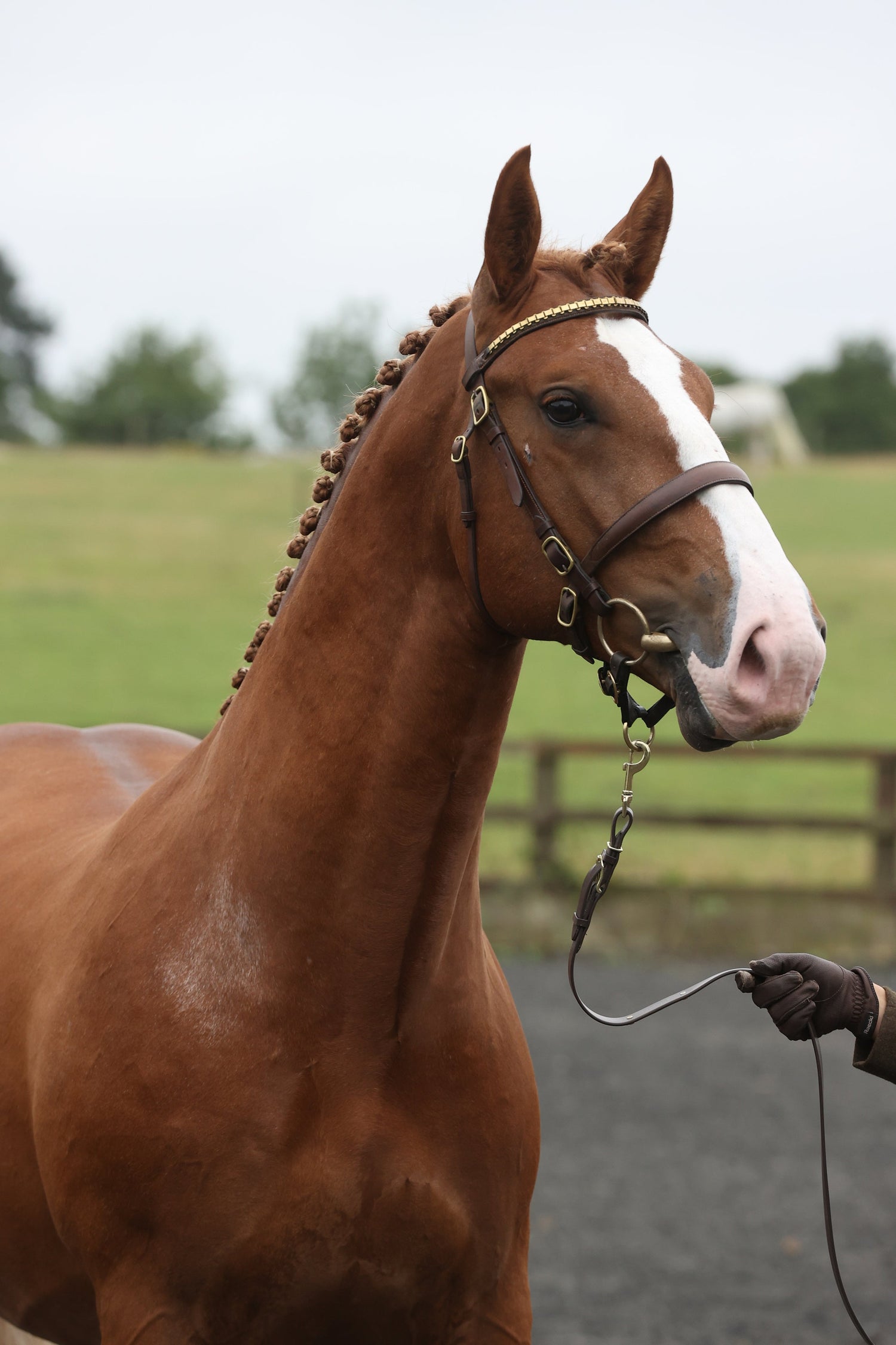 Bridles