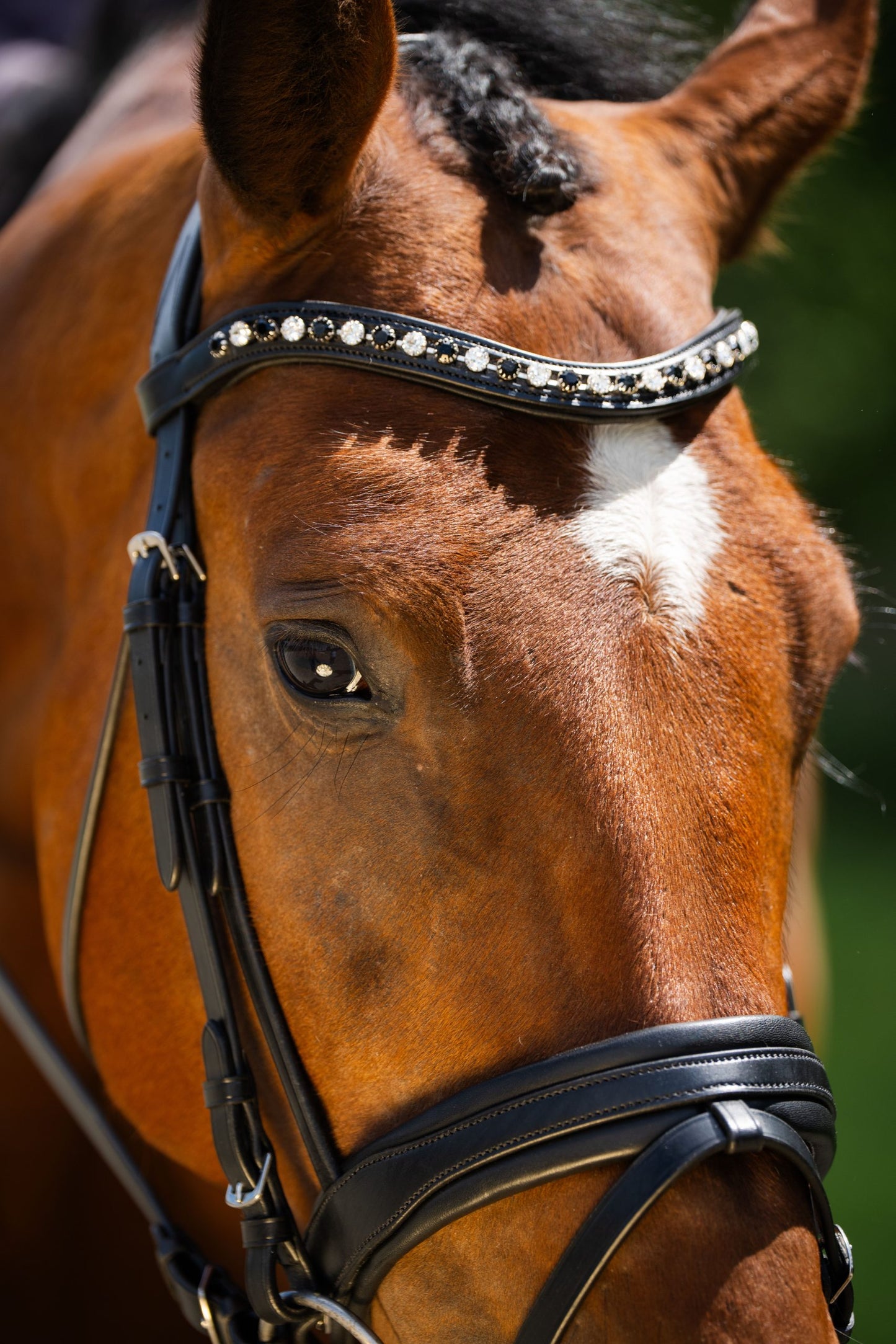 KL Select Black Oak Daphine Flash Crank Bridle
