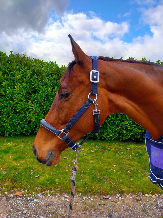 KM Elite Leather Webbing Halter - Navy & Black