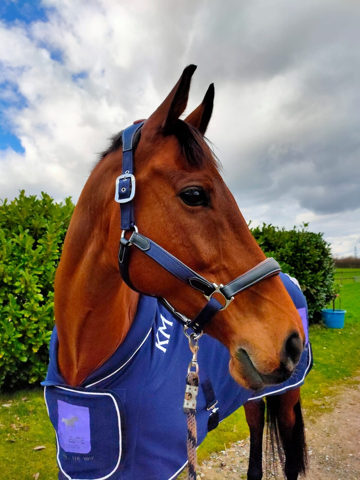 KM Elite Leather Webbing Halter - Navy & Black