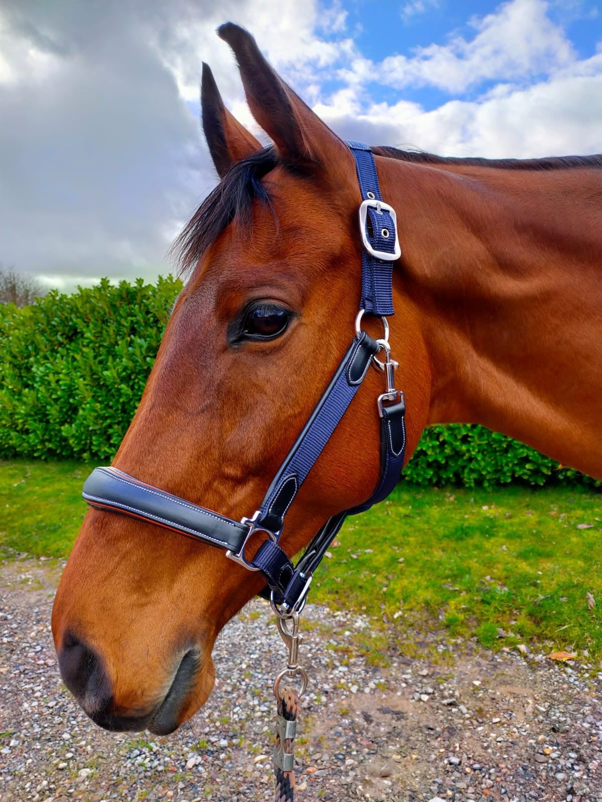 KM Elite Leather Webbing Halter - Navy & Black