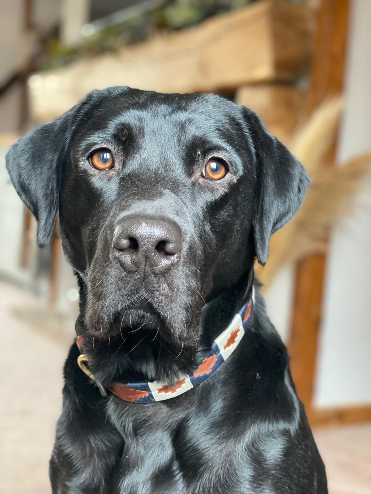 KM Elite Argentinian Dog Collar