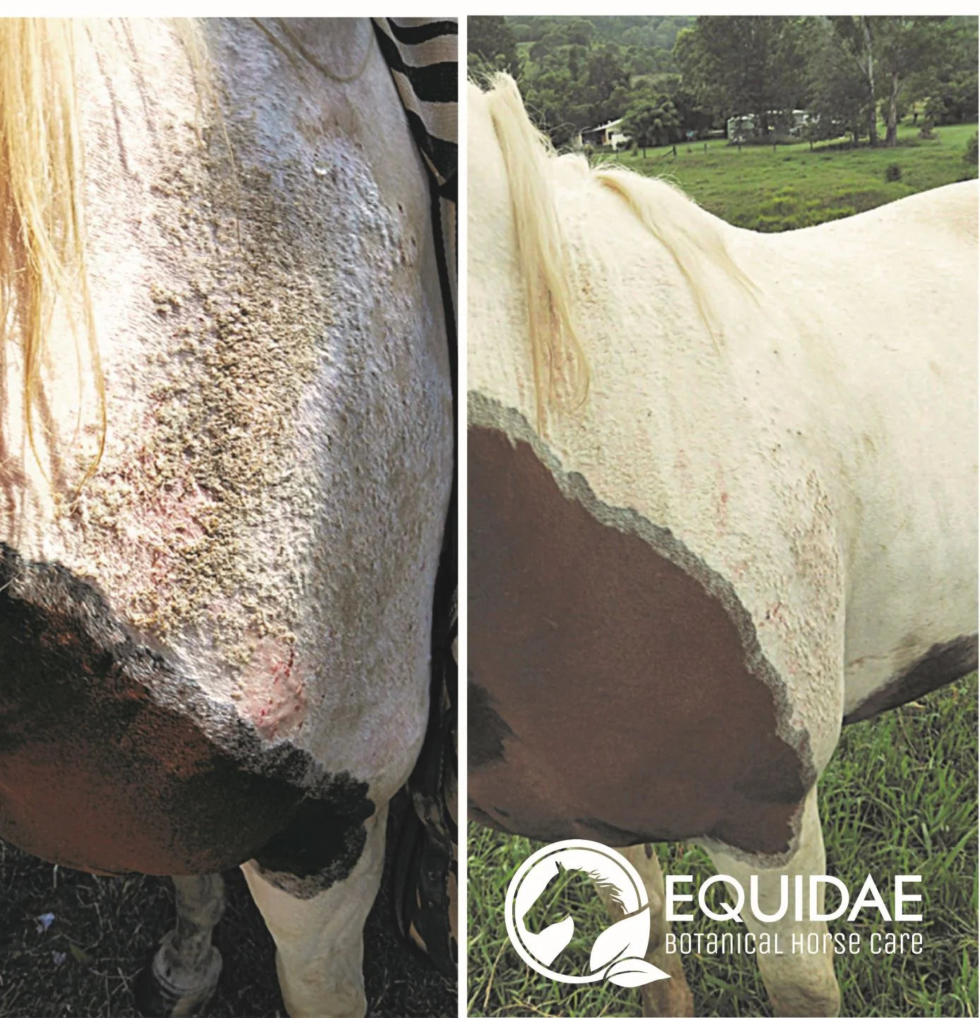 Equidae Aloe Vera Gel