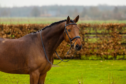 Trust Amsterdam Combined Noseband Bridle Anatomic