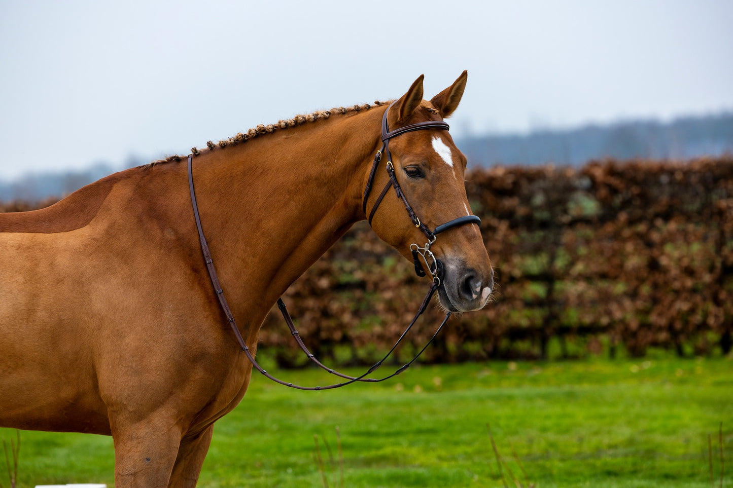 Trust Hickstead Hackamore Bridle