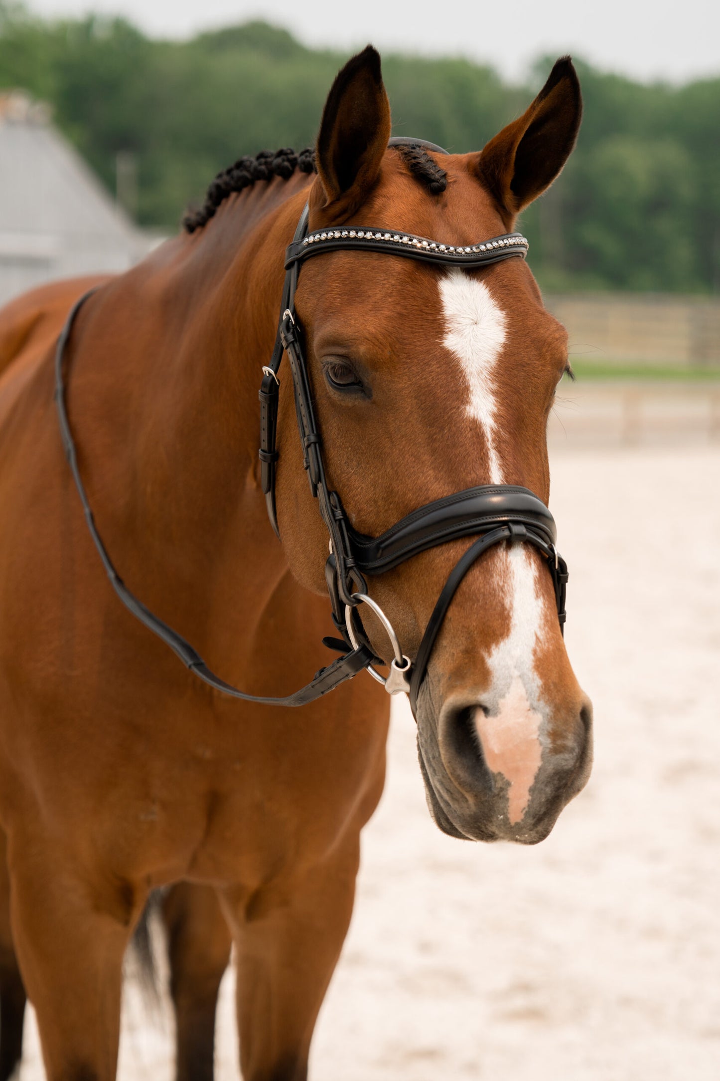 KL Select Impulsion Flask Crank Bridle - Black