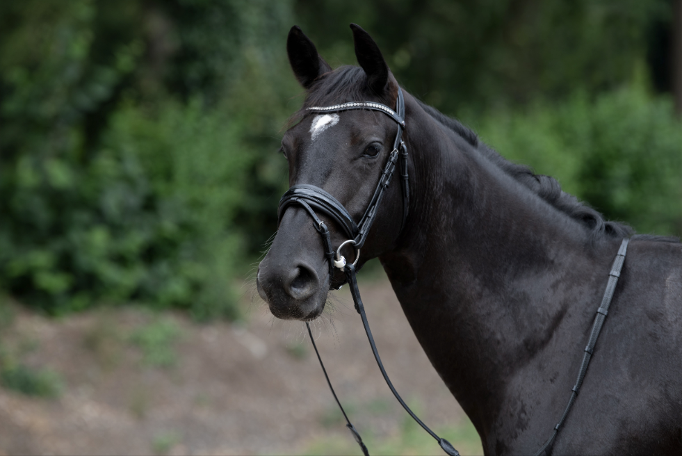 Trust Vancouver Combined Noseband Bridle