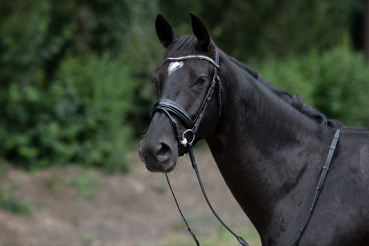 Trust Vancouver Combined Noseband Bridle