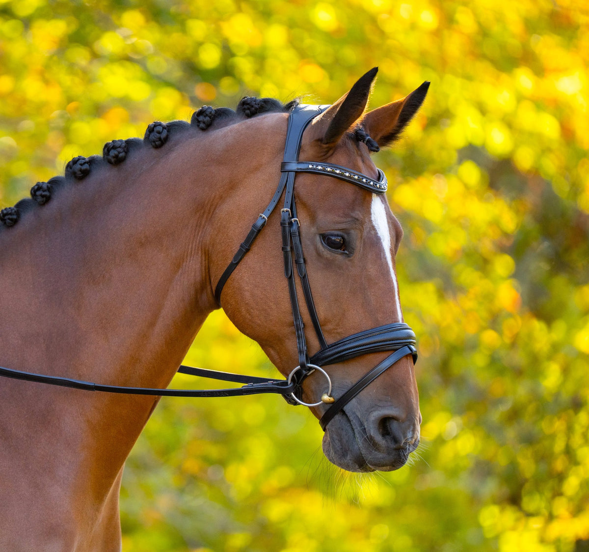 KL Select Red Barn Olympian Dressage Bridle