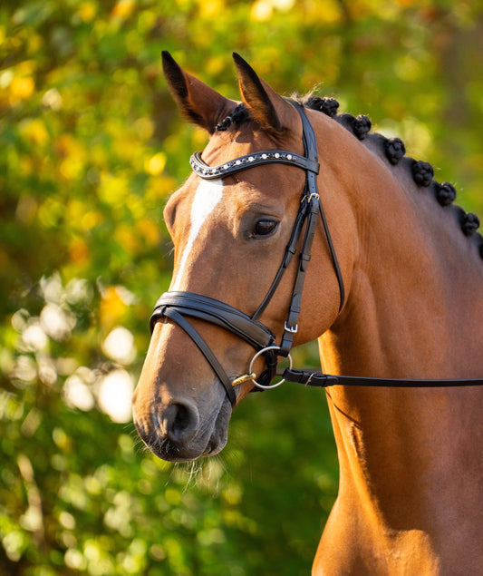 KL Select Black Oak Daphine Flash Crank Bridle