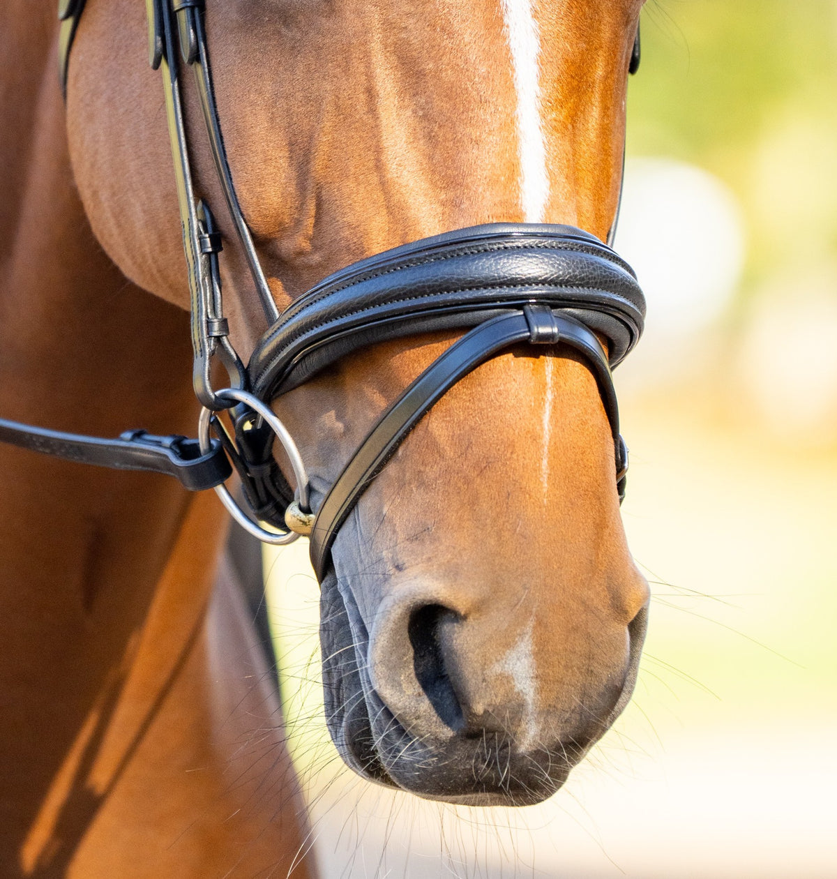 KL Select Red Barn Olympian Dressage Bridle