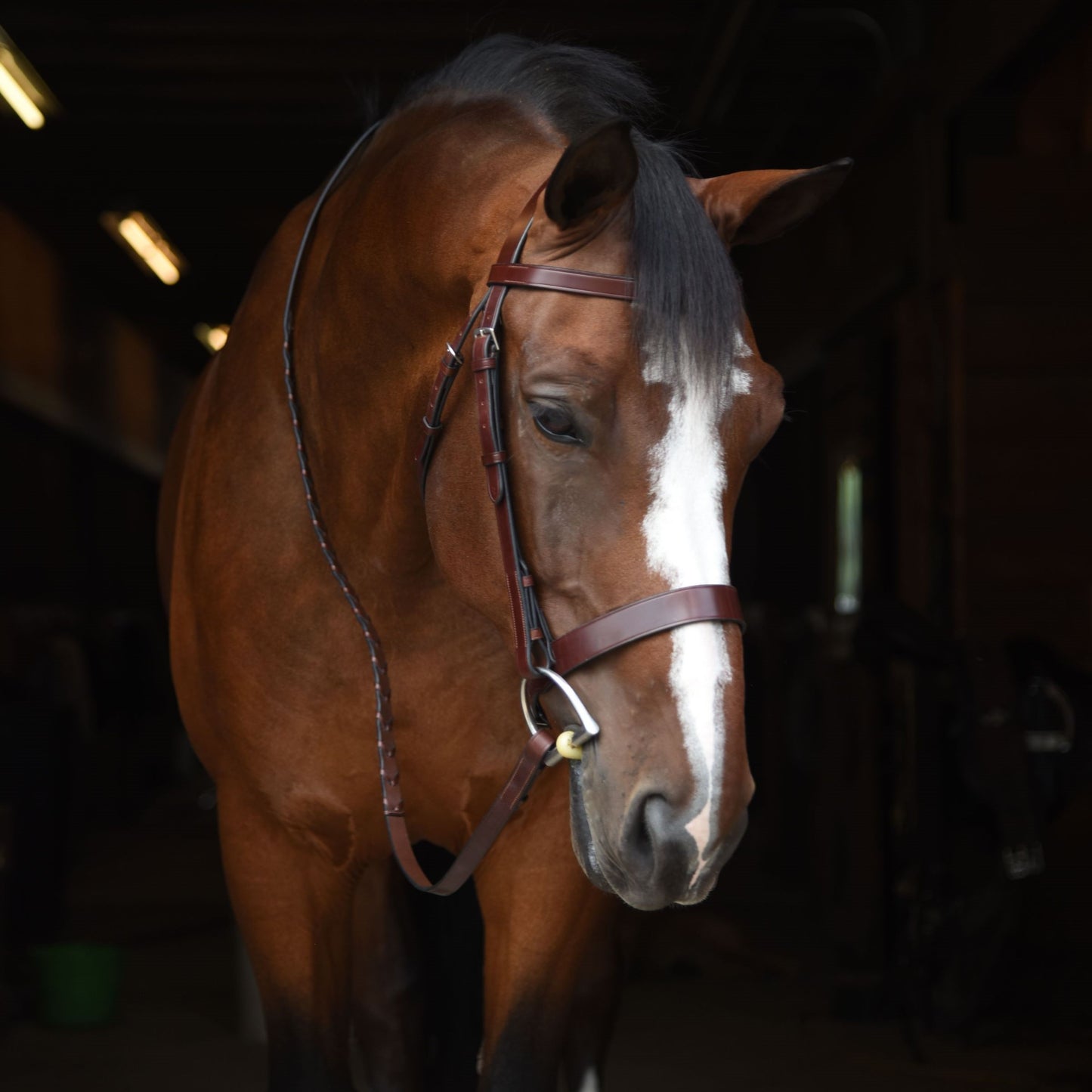 KL Select Foxwell Hunt Bridle with Reins