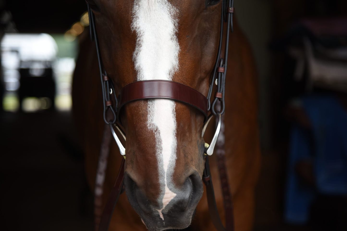 KL Select Foxwell Hunt Bridle with Reins