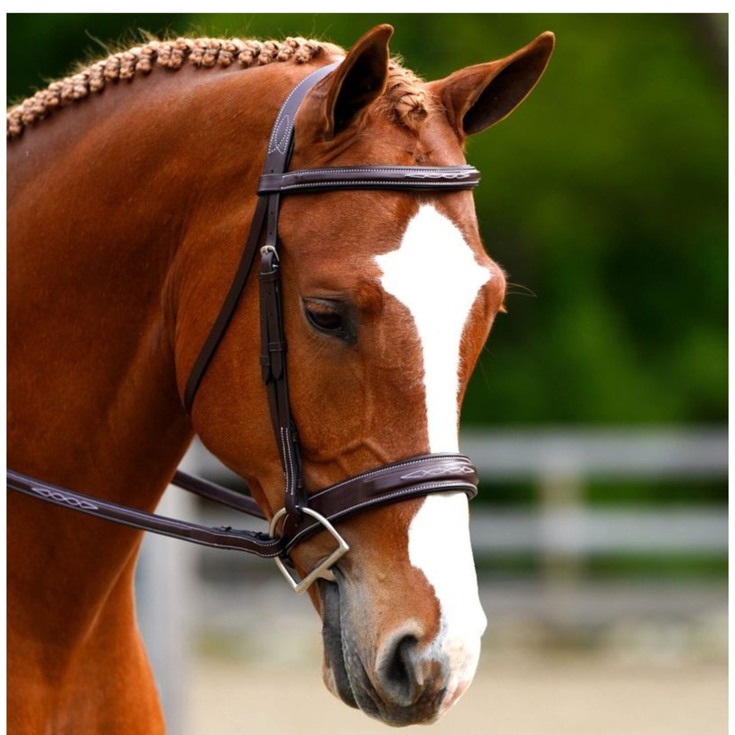 KL Select Black Oak Tupelo Bridle with Reins